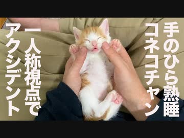 手のひら熟睡子猫、一人称視点撮影時にアクシデント発生