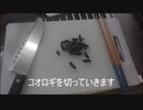 コオロギオムライス作ってみた