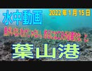 水中動画（2022年1月15日）in 葉山港