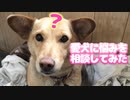 【かわいい】愛犬に悩みを相談してみた【犬動画】