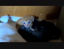 初めて子猫に威嚇されました「母猫を怒らせたから？」