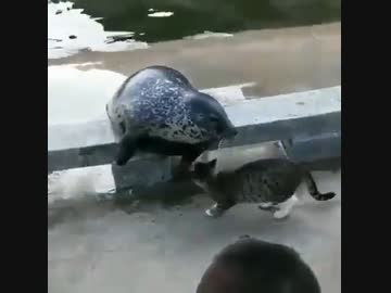 ホモと見る拳でアザラシをわからせる猫