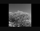 凍桜