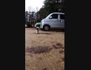 物申すために猛ダッシュする野良猫達#Shorts【野良猫】【感動猫】