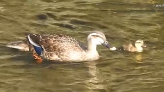 甘えん坊な雛鳥のカルガモ