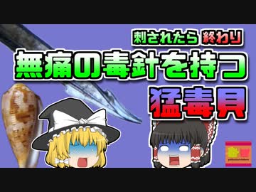 【1999年沖縄】刺されても気づかない猛毒の銛をもつ貝 「イモガイ」の恐怖【ゆっくり解説】