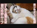 美少年オス三毛猫、甘えたがり臨界突破で珍妙ムーブを見せる