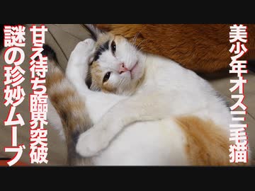 美少年オス三毛猫、甘えたがり臨界突破で珍妙ムーブを見せる