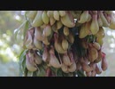 Nepenthes Or Tropical Pitcher Plants Or Monkey Cups.　有地建実