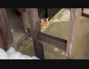 パトロールをあきらめたタタルさん