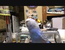 セキセイインコのそらちゃんの放鳥 ショート動画 2022年2月24日