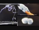 アメリカ発世界の最新情報　ケムトレイル　ワープスピード作戦　寄生虫の卵