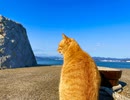 釣り場に猫がやってきた