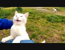植込みの中で寝ていた白猫ちゃん、目を覚ますと猛烈にモフられに来た