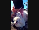 ぼっちなおっさんの手にかかれば・・・！？#Shorts【野良猫】【感動猫】