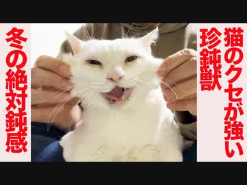 猫がへたくそ珍鈍獣、猫こたつで絶対鈍感に磨きをかける