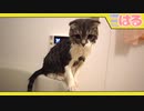 子猫が考えた、クッソ嫌いな風呂の入り方【召喚獣はる】