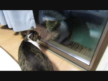ガラス越しの猫と猫