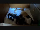 子猫がハアハアしていたので覗いてみると…
