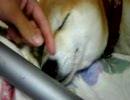 反抗、そして無抵抗