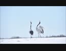 【IA AI SONG】鳥の詩 / We Work The Black Seam【杉田かおる / Sting / マッシュアップっぽいアレンジカバー】