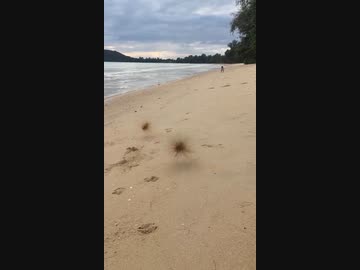 ホモと見る　幼女vs走る草