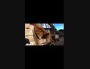 ボランティアのおかげで幸せに過ごす猫#Shorts【野良猫】【感動猫】