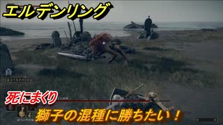 エルデンリング　獅子の混種に勝ちたい！死にまくり　＃２８【ELDEN RING】
