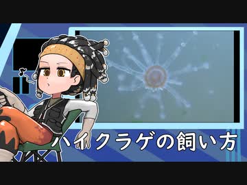 ハイクラゲの飼い方【アクアリウム】