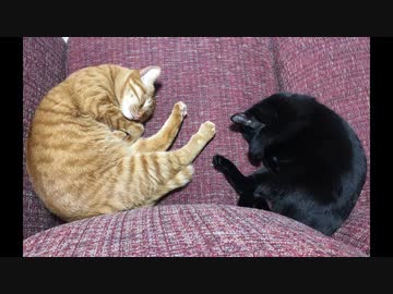 寝ている猫が可愛いから見てほしい。