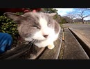 ぼっち猫とぼっちなおっさんが出会うと・・・！？【野良猫】【感動猫】