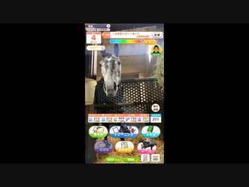 【ウマ娘風】ヤマノリアル・メモリアル　クールフォルテ３戦目　【クールフォルテ応援動画】