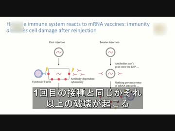 ブースター接種するたびに細胞損傷が起こる その規模も大きくなる