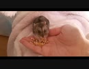 ハムスター飼いました。その129～2022年2月だよ!!体重測定だよ!!～