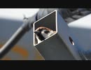 4K野鳥撮影　穴に入ったスズメ　#スズメ　#ふくら雀　#身近な生き物語