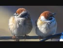 4K野鳥撮影　ふくら雀　#スズメ　#sparrow #身近な生き物語