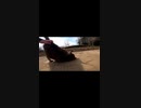 タプタプお腹なおデブ猫とぼっちなおっさん#Shorts【野良猫】【感動猫】
