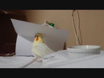 25歳インコ「わーい！コピー用紙もらった！」