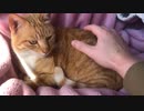 お尻を触ったら猫に怒られた