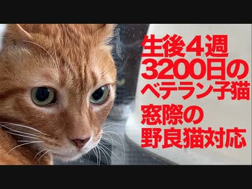 生後4週3200日のベテラン子猫、窓際でお客猫対応をする