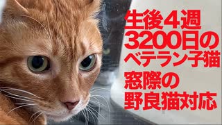 生後4週3200日のベテラン子猫、窓際でお客猫対応をする