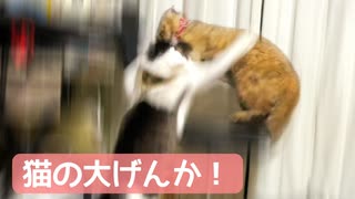 猫が大げんかしました。