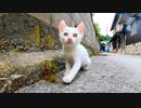 白い子猫がいたので近くに行くと他の猫も集まってきた