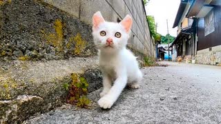 白い子猫がいたので近くに行くと他の猫も集まってきた