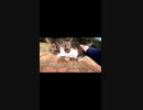 腰トントンするとかすれた猫語で・・・！？#Shorts【野良猫】【感動猫】