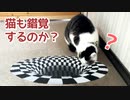 猫に錯覚画像見せてみた