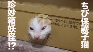 社会化期のちび保護子猫、珍妙なミニミニ箱妖怪になる