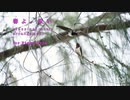 【h.n ensemble】松任谷由実　春よ、来い / ピアノ三重奏アレンジ