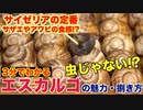 【虫ではなく貝！？】エスカルゴの魅力と食べ方