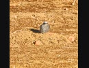 畑に生えた鳥